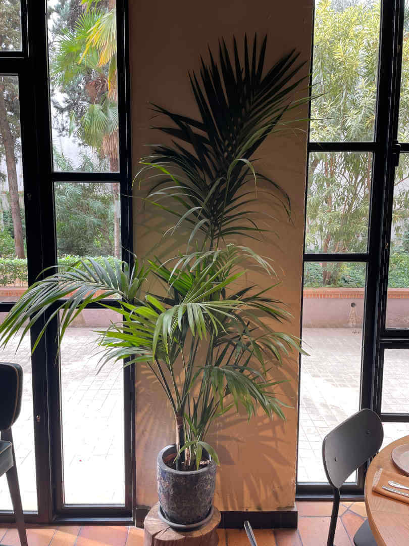 Portomarín, restaurante en Madrid. Interiorismo de Triscaideca (foto 7)